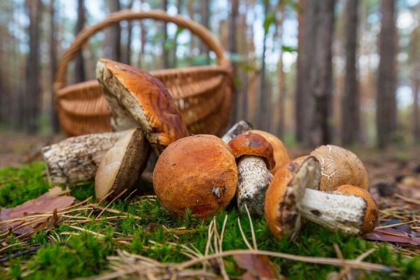 Россияне за 10 лет практически полностью перешли на отечественные грибы в рационе 